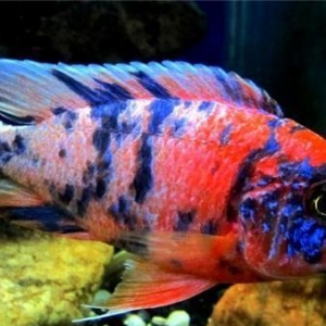 "Multicolor" balığı