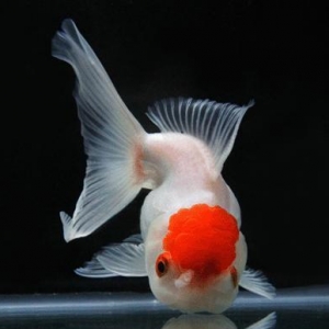 "Qırmızı papaq" balığı.
