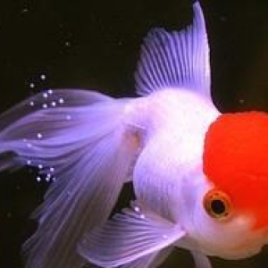 "Qırmızı papaq" balığı.