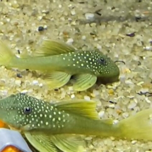 Рыба "L200 Хемианциструс зелёный"