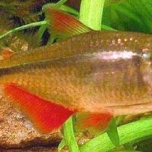 "Tetraqonopterus" balığı