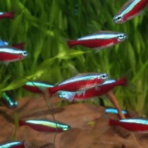 "Qırmızı neon" balığı
