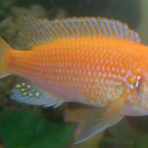 "Psevdotrofeus zebra red" balığı