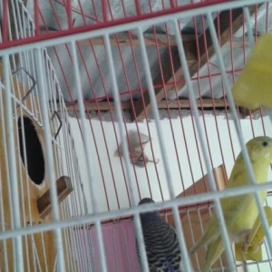 goy erkeydi sari dişi qablari ustunde verilir yalniz whatsappnan yazin