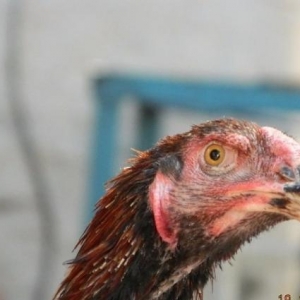 Holland  Aqkekilli  Toyuqu -   Heyrati  -  Bezek  Bildircini - Yaponka