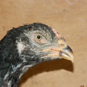 Deyerinden   ucuz   Heyrati  cuceleri   satishdadir