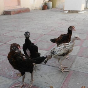 Deyerinden   ucuz   Heyrati  cuceleri   satishdadir