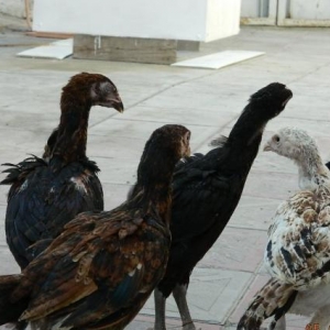 Deyerinden   ucuz   Heyrati  cuceleri   satishdadir