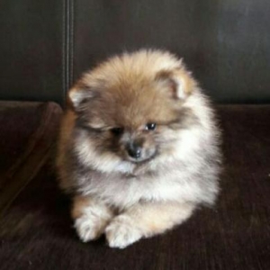 Pomeran shpic