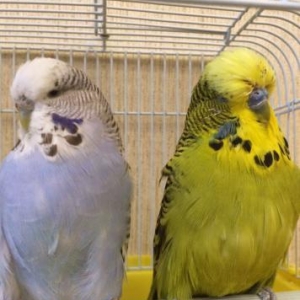 Готовая пара выставочных попугаев