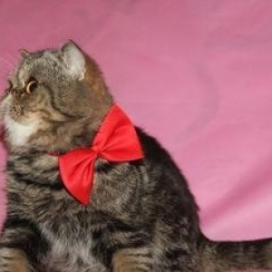 Экзотический кот чемпион породы приглашает на вязку кошек