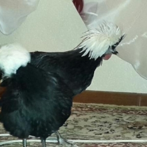 salam .  6 ayliqdilar ikiside. bir xoruz bir feresi  cutunu birlikde d