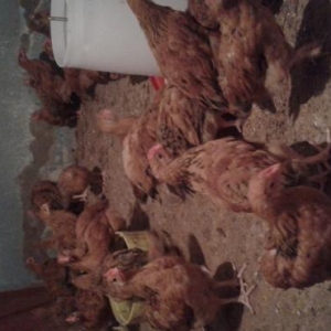 satiwda heyet tipli cuceler var