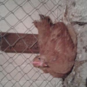 satiwda heyet tipli cuceler var