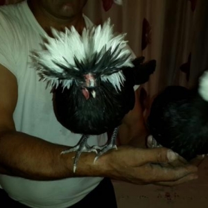 salam .  6 ayliqdilar ikiside. bir xoruz bir feresi  cutunu birlikde d