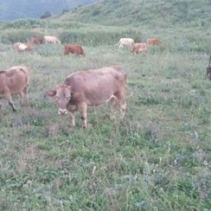 продается крупный рогатый скот(телки), на пастбище в горах. Dana(duye)