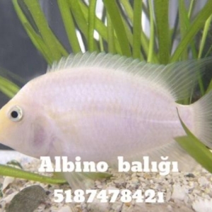 albinos 1,5 sm 1 manat   vatsap   0518747842