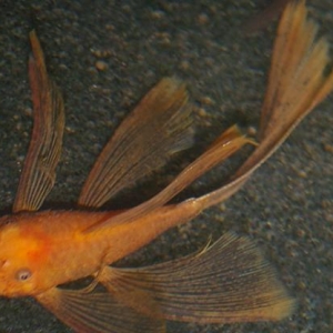 Ancisitrus red long fin