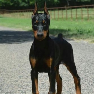 Doberman Satilir