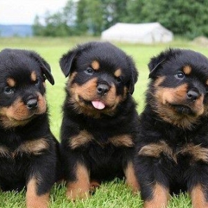 Rottweiler satilir