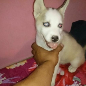 husky balasi satiram.