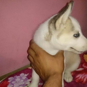 husky balasi satiram.