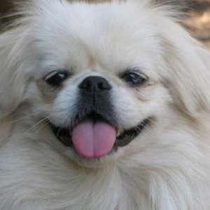 Pekines balasi satiram