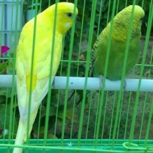 Выставочные попугаи