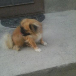 pekines