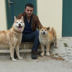 Akita Inu    ve  Xaski satilir