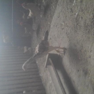 Heyrati satiram  cutu