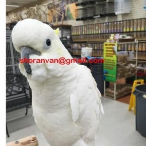 Hand Uysal Cockatoo tutuquşular