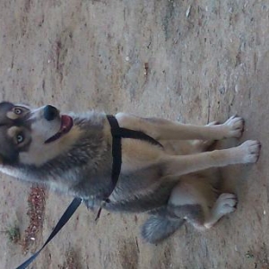 Xahis edirem kim itlerini saxliya bilmir mene vere biler weraitim var