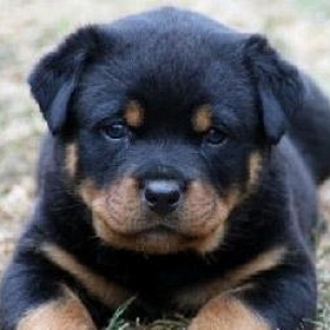 Ротвейлер. rottweiler