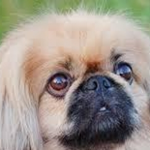 pekines