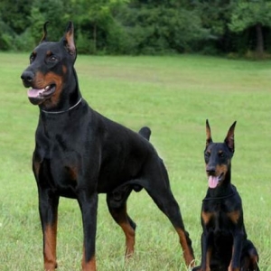 Doberman