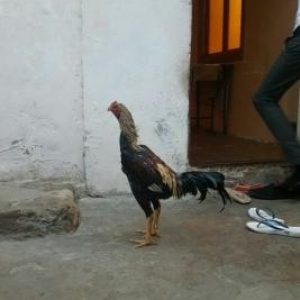 1il 5 aylıqdı toyiq