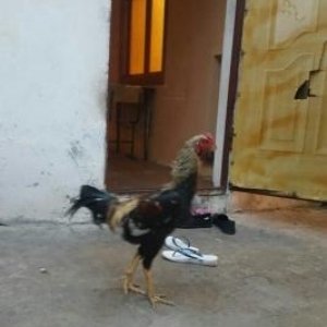 1il 5 aylıqdı toyiq