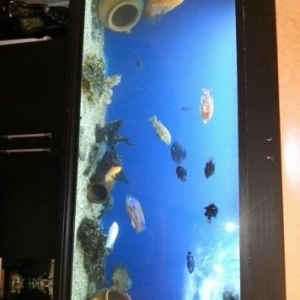 Akvarium,şkafi ile birge 450 Litirlik tutumu var,akvarium aksesuarlari