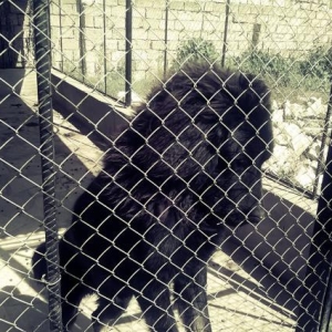 Tibetan mastiff