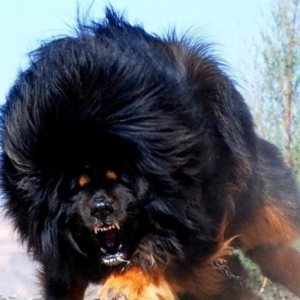 Tibetan mastiff