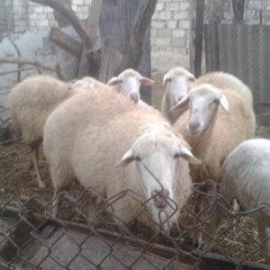 Qurbanliq erkek Qoc satilir