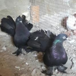 göyərçin stat satılır