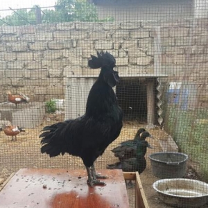 Cemani