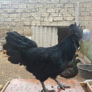 Cemani