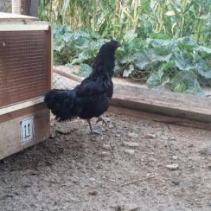 Cemani