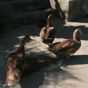 Lal ördək satıram. Qeyri adi rəngi var. Tək tük olan şeydir