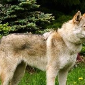 Wolfdog Avropa afcarkasi satiram