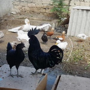 cemani yumurtasi balasi artiq satisda