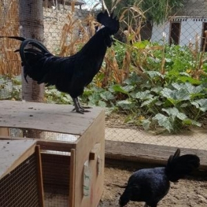 cemani yumurtasi balasi artiq satisda